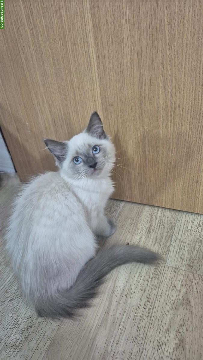 Bild 6: Ragdoll Kitten, Kater zu verkaufen