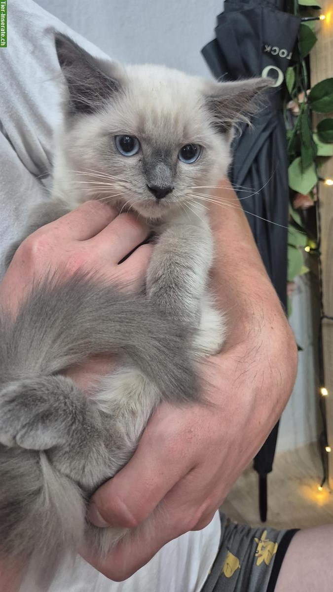 Bild 7: Ragdoll Kitten, Kater zu verkaufen