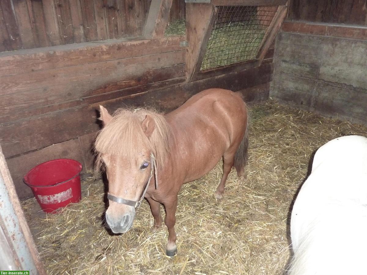 Pflege-/Spazierbeteiligung für American mini Horses, Kriens LU