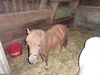 Pflege-/Spazierbeteiligung für American mini Horses, Kriens LU