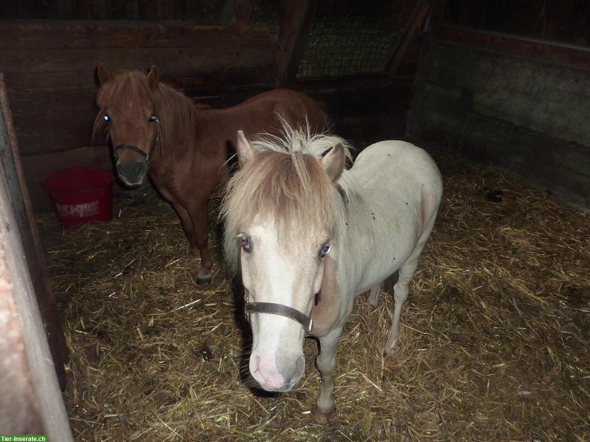 Bild 2: Pflege-/Spazierbeteiligung für American mini Horses, Kriens LU