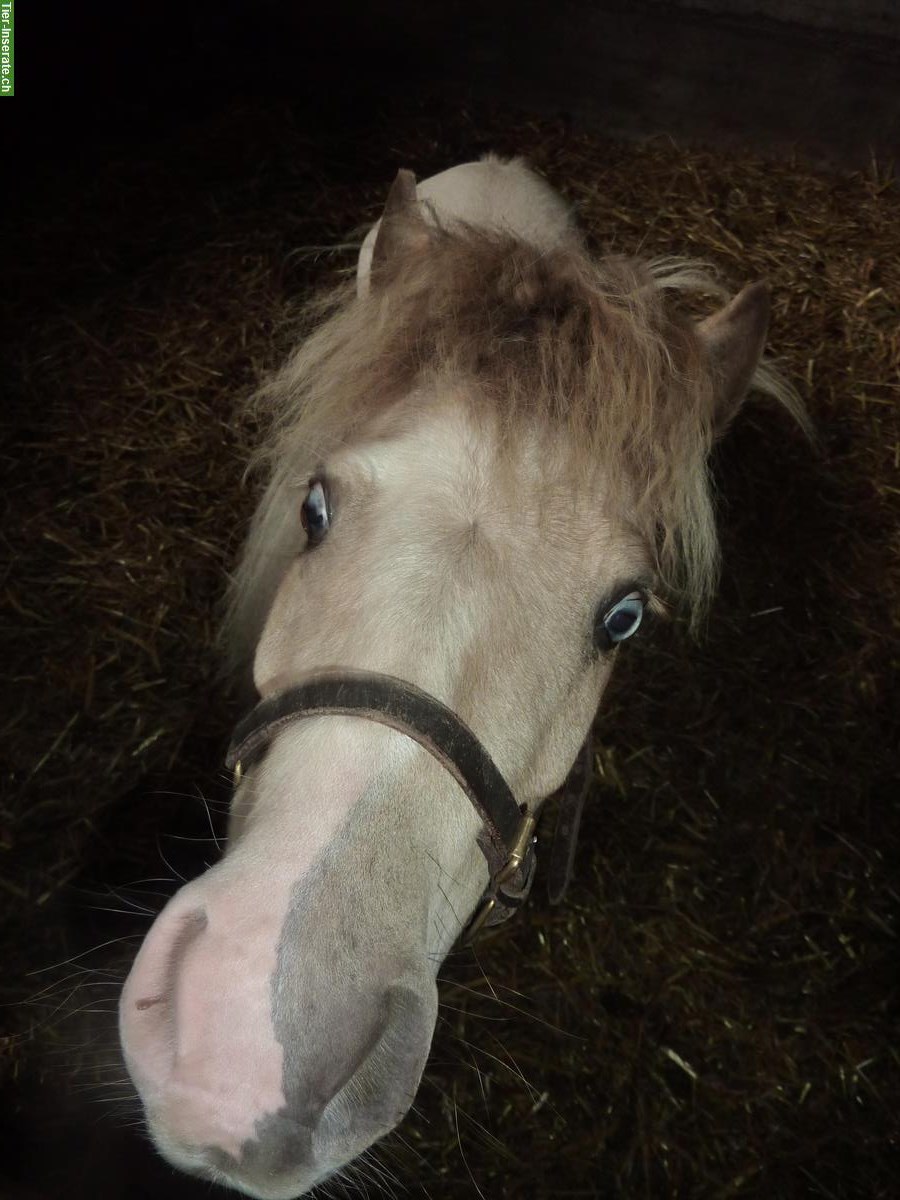 Bild 3: Pflege-/Spazierbeteiligung für American mini Horses, Kriens LU