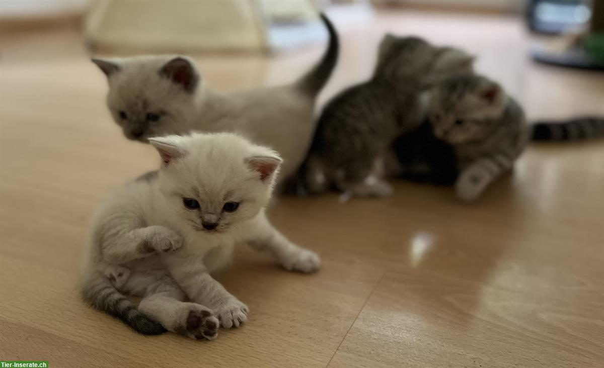 BKH Kitten / Katzenbabys suchen liebevolles Zuhause