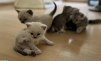 BKH Kitten / Katzenbabys suchen liebevolles Zuhause