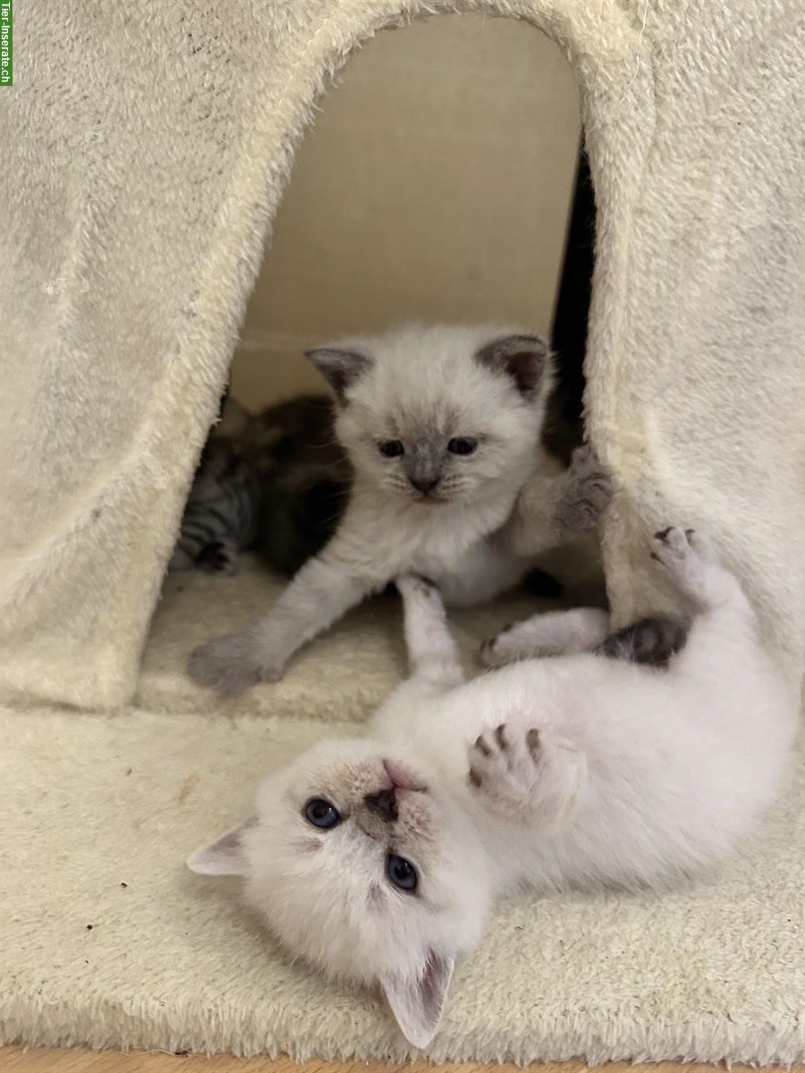 Bild 2: BKH Kitten / Katzenbabys suchen liebevolles Zuhause