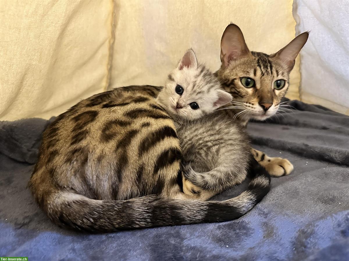 Bild 3: BKH Kitten / Katzenbabys suchen liebevolles Zuhause