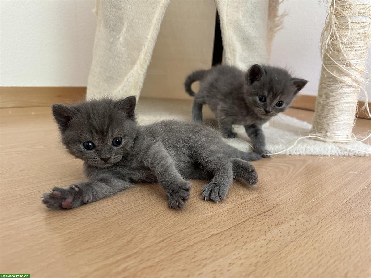 Bild 4: BKH Kitten / Katzenbabys suchen liebevolles Zuhause