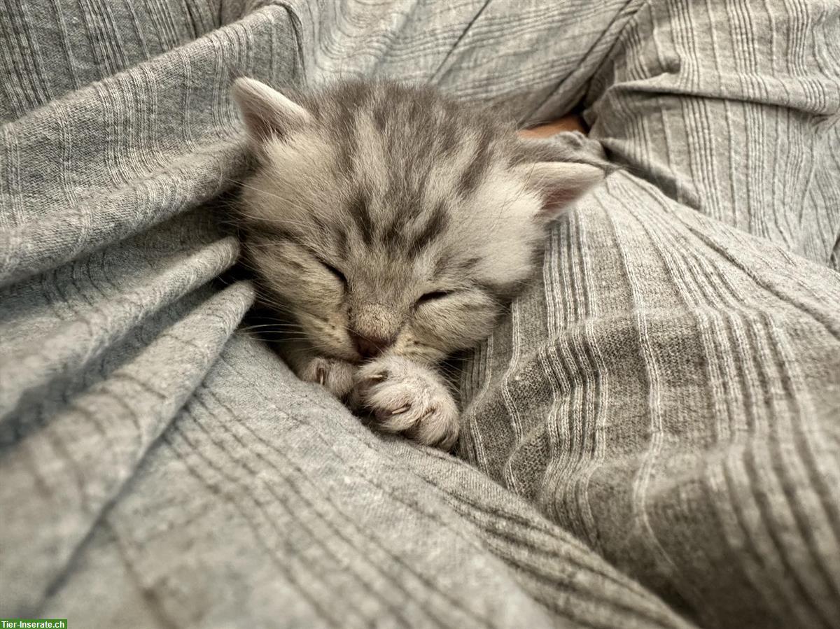 Bild 5: BKH Kitten / Katzenbabys suchen liebevolles Zuhause