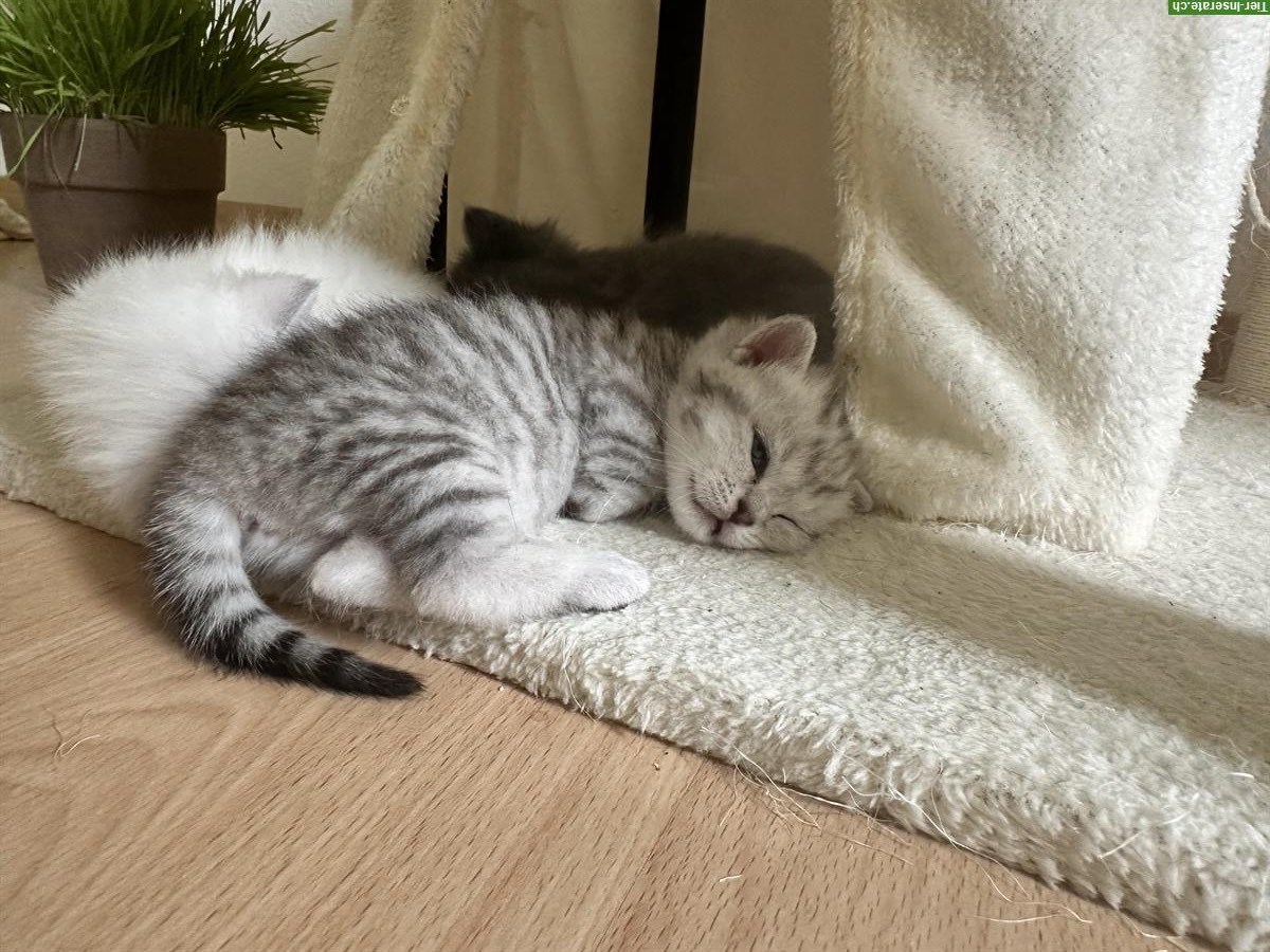 Bild 6: BKH Kitten / Katzenbabys suchen liebevolles Zuhause