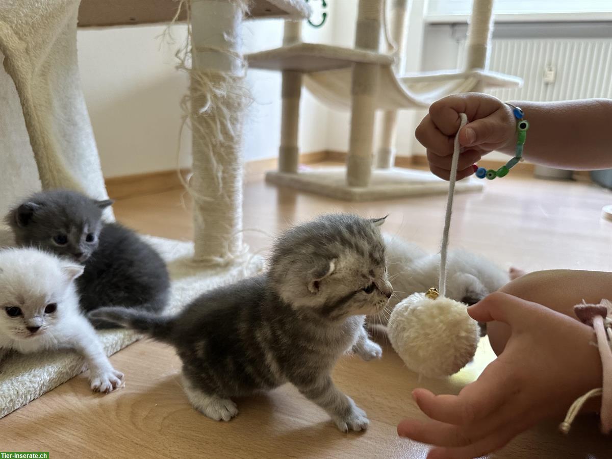 Bild 7: BKH Kitten / Katzenbabys suchen liebevolles Zuhause
