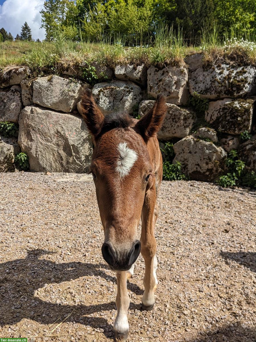 Bild 5: Junges Connemara Hengstfohlen - Kleinpferd für Freizeit & Sport