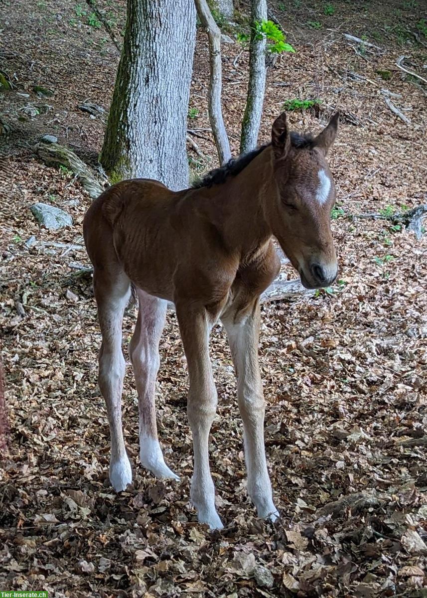 Bild 6: Junges Connemara Hengstfohlen - Kleinpferd für Freizeit & Sport