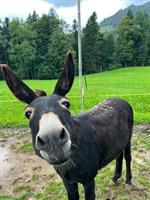 Esel Hengst zu verkaufen