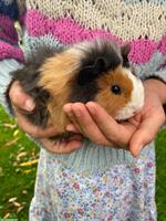 Meerschweinchen Männchen unkastriert zu verkaufen