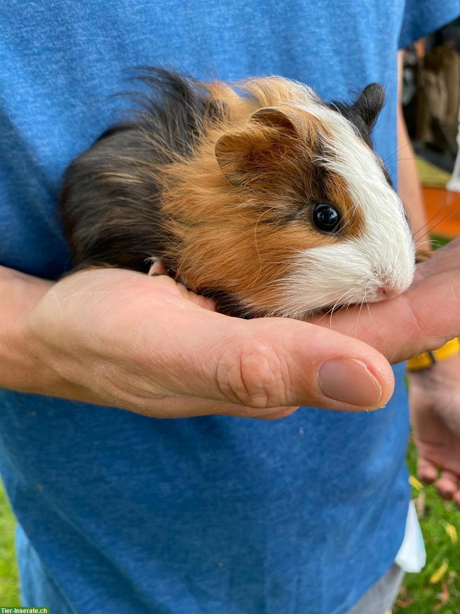 Bild 2: Meerschweinchen Männchen unkastriert zu verkaufen