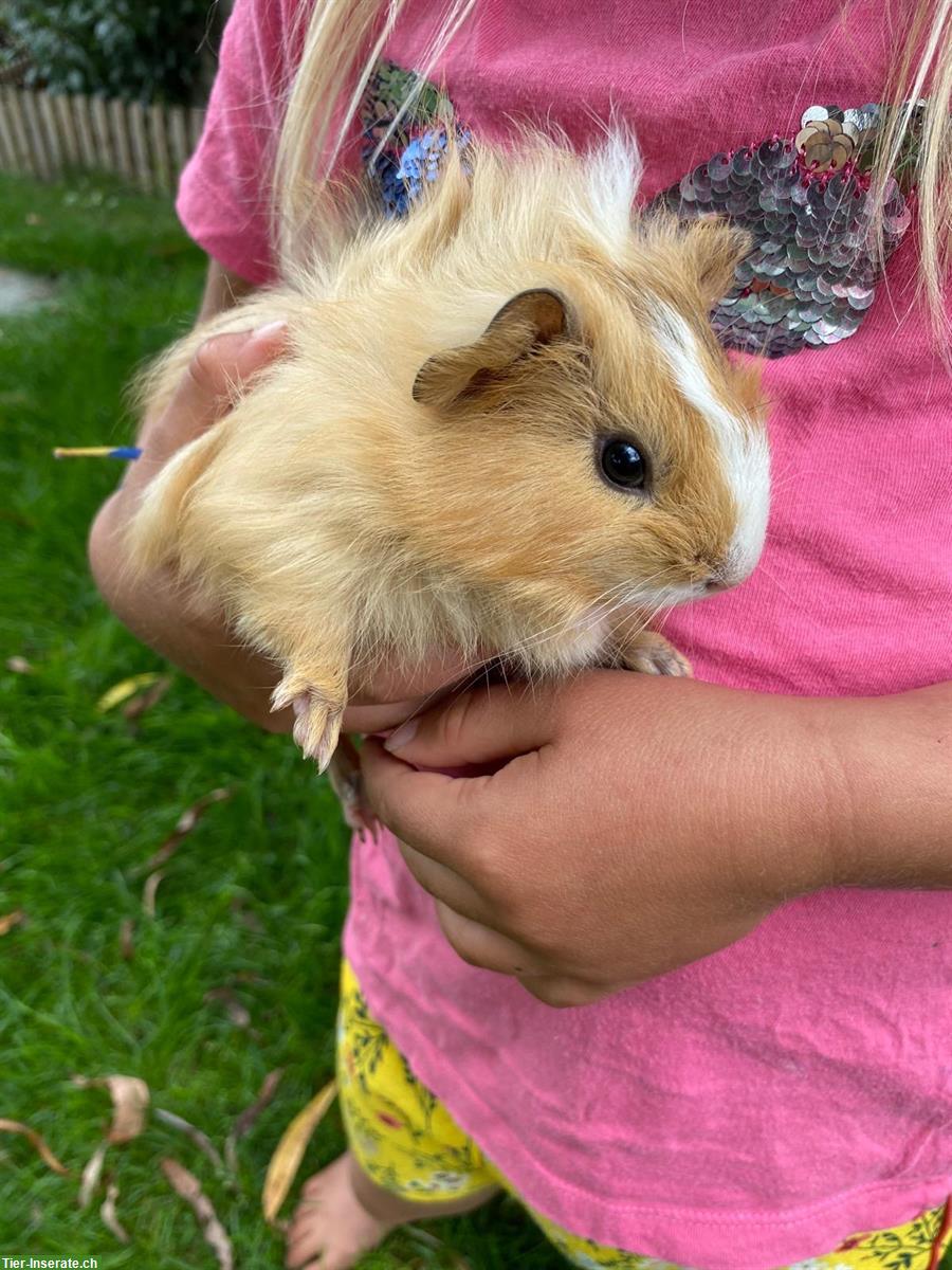 Bild 3: Meerschweinchen Männchen unkastriert zu verkaufen