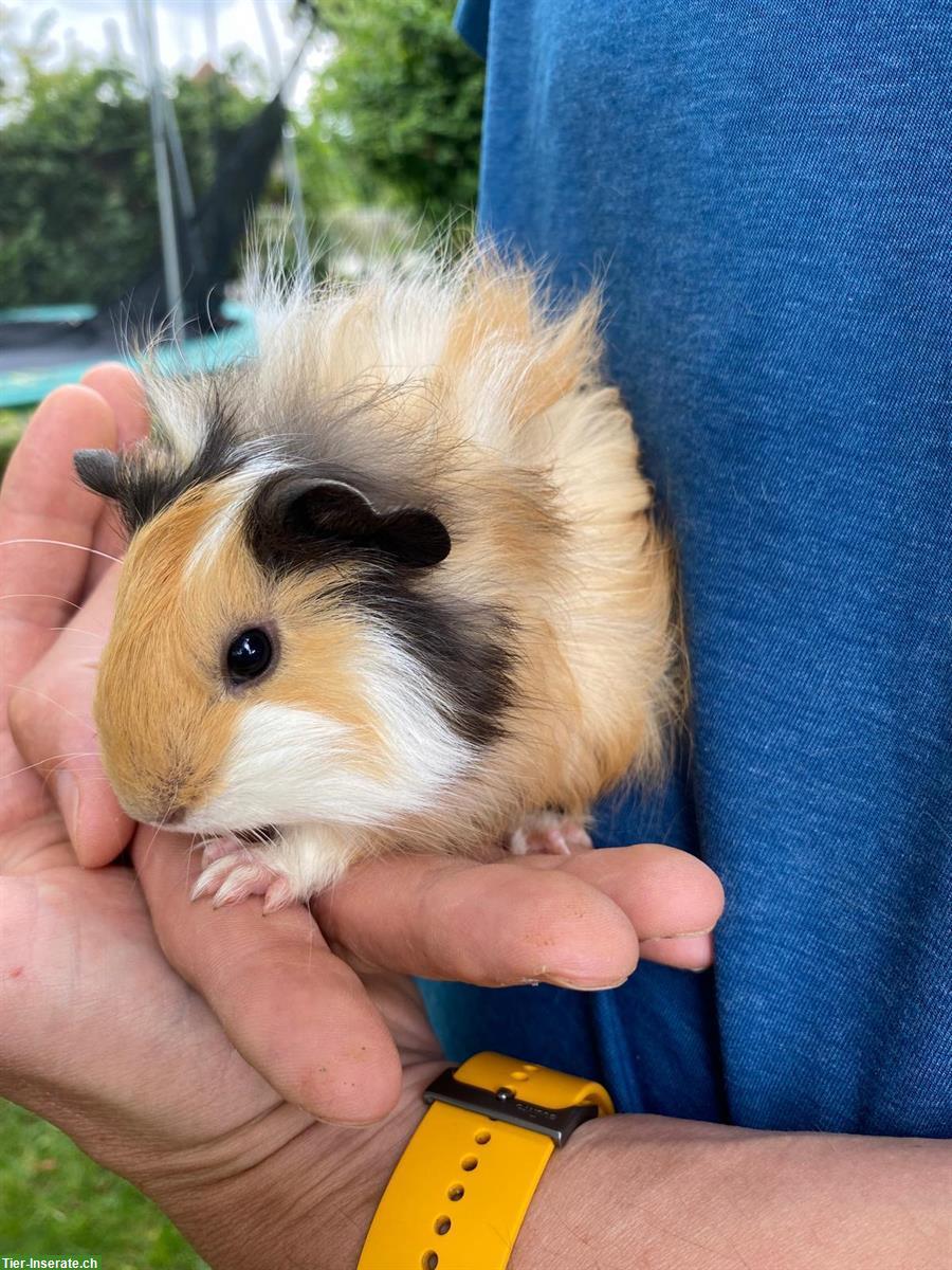 Bild 4: Meerschweinchen Männchen unkastriert zu verkaufen