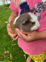 Junge Meerschweinchen Weibchen zu verkaufen
