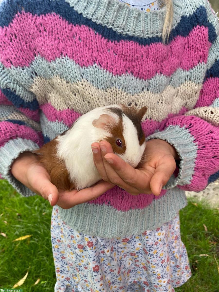 Bild 2: Junge Meerschweinchen Weibchen zu verkaufen