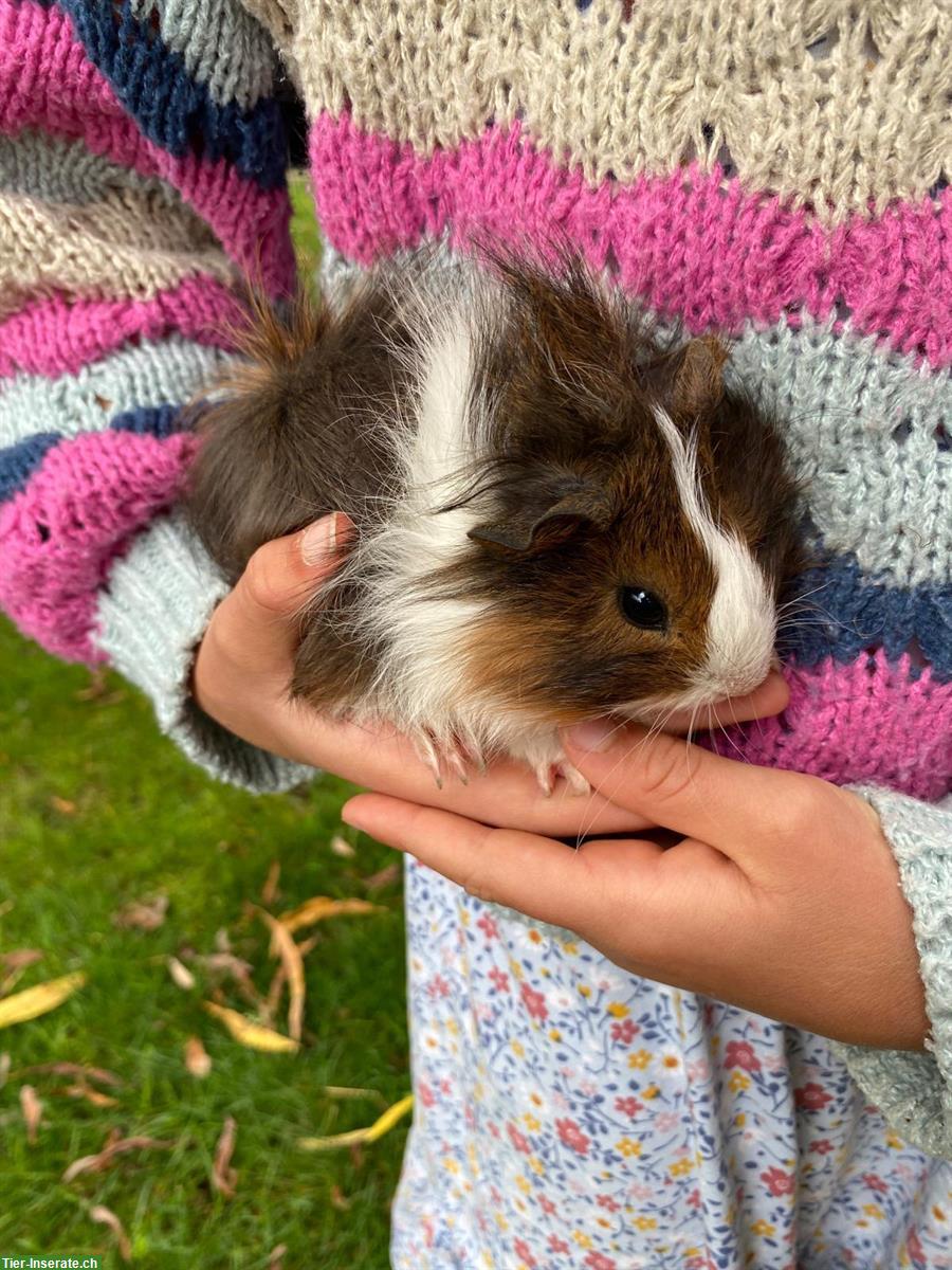 Bild 3: Junge Meerschweinchen Weibchen zu verkaufen