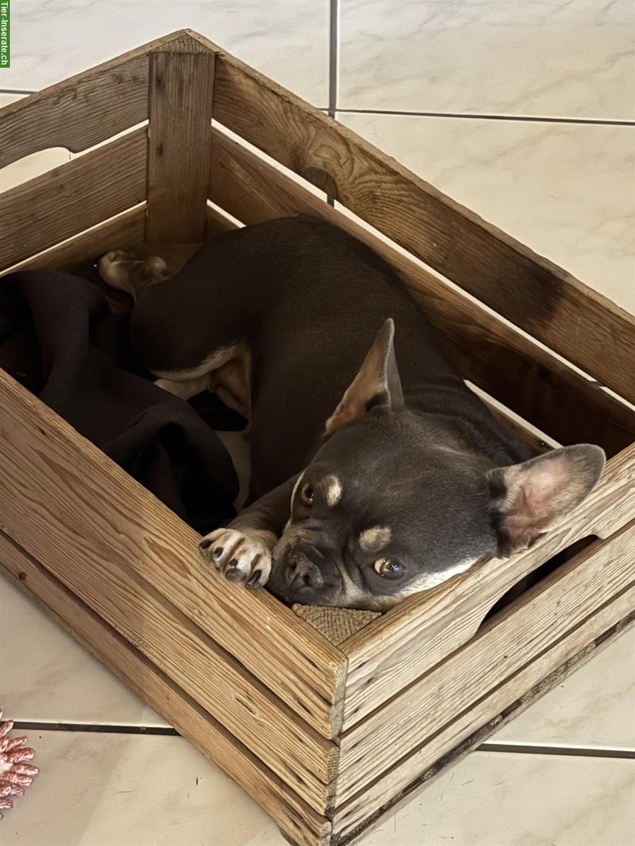 Frenchie Hündin (fluffy Trägerin) mit ZTP zu verkaufen