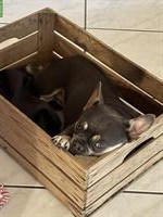 Frenchie Hündin (fluffy Trägerin) mit ZTP zu verkaufen