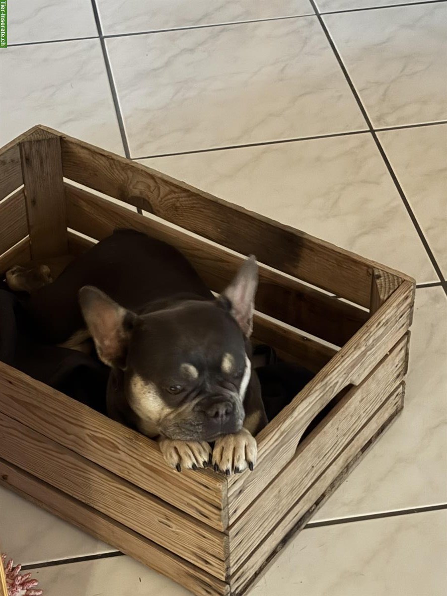 Bild 2: Frenchie Hündin (fluffy Trägerin) mit ZTP zu verkaufen