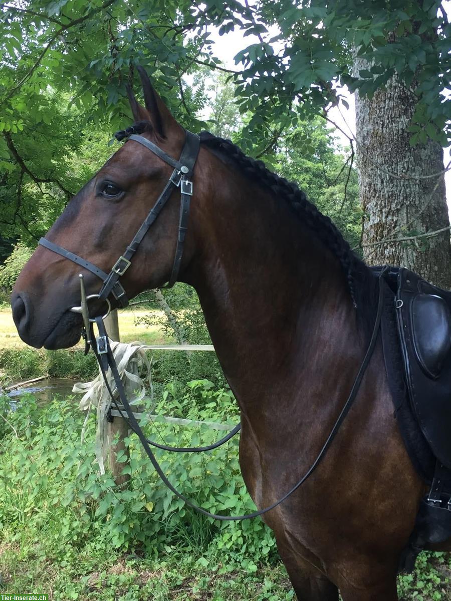 Lusitano Wallach, 13-jährig mit tollem Charakter