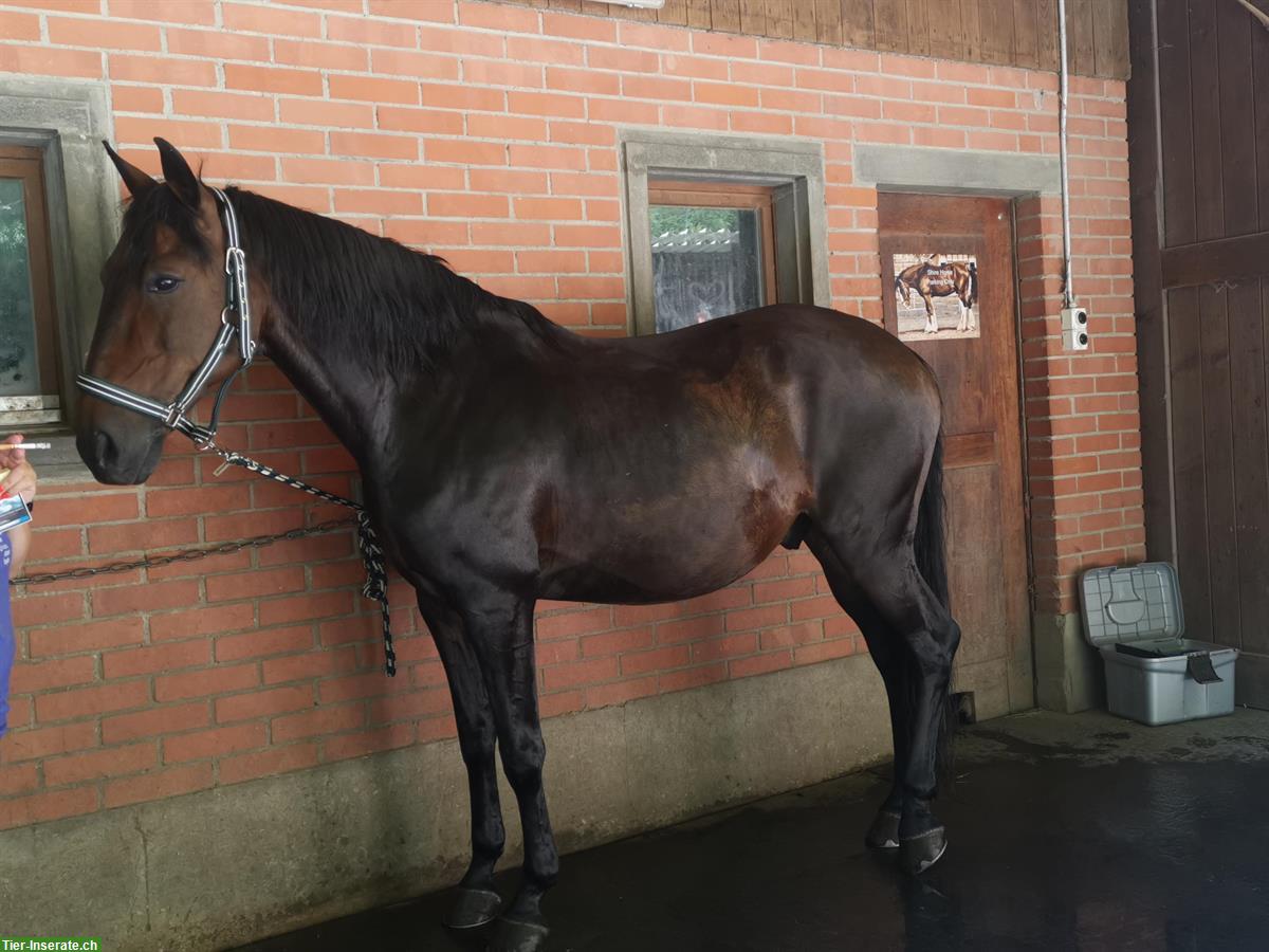Bild 2: Lusitano Wallach, 13-jährig mit tollem Charakter