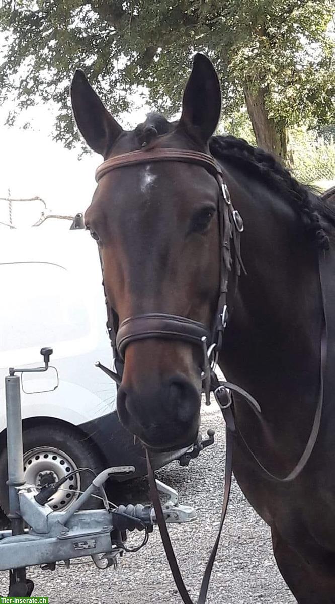 Bild 3: Lusitano Wallach, 13-jährig mit tollem Charakter
