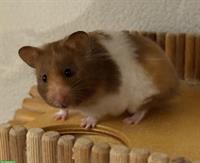 Herziges Teddyhamster Mädel sucht ein Zuhause