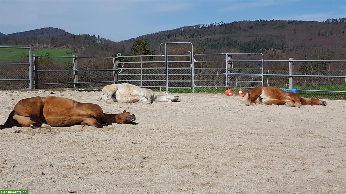 Bild 5: Offenstall-/Laufstallplatz für 1-2 Pferde in kleiner familiärer Gruppe