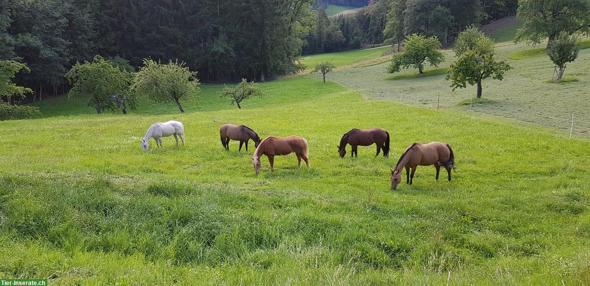 Bild 6: Offenstall-/Laufstallplatz für 1-2 Pferde in kleiner familiärer Gruppe