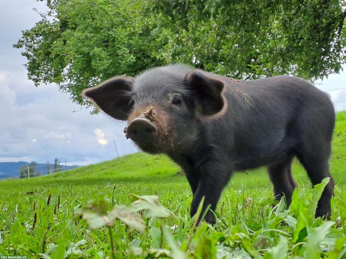 Bunte Alpenschweine zu verkaufen
