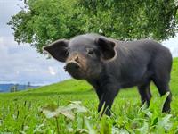 Bunte Alpenschweine zu verkaufen