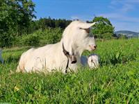 Appenzeller Ziegen zu verkaufen