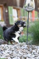 Miniature American Shepherd Welpe, Rüde