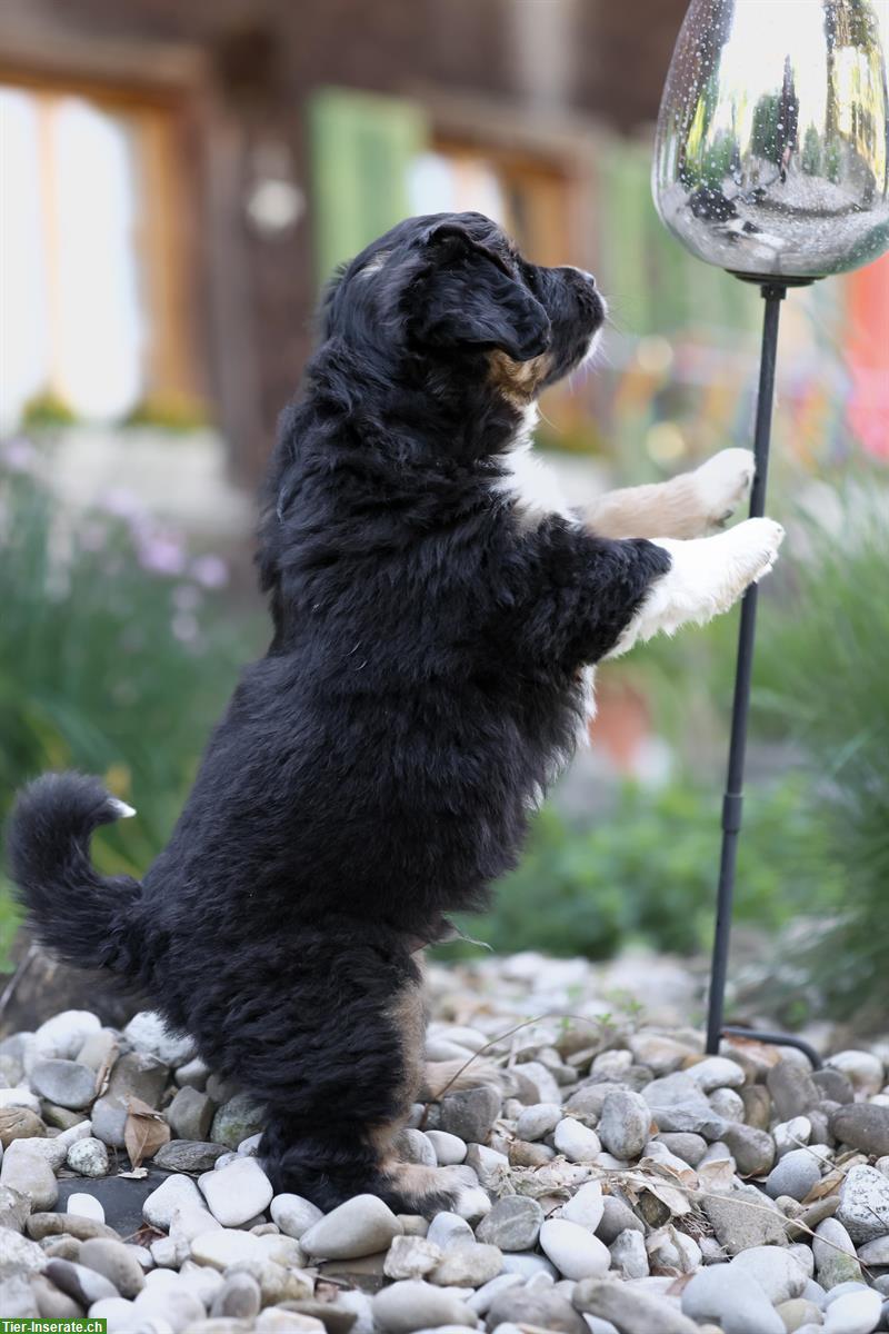 Bild 2: Miniature American Shepherd Welpe, Rüde
