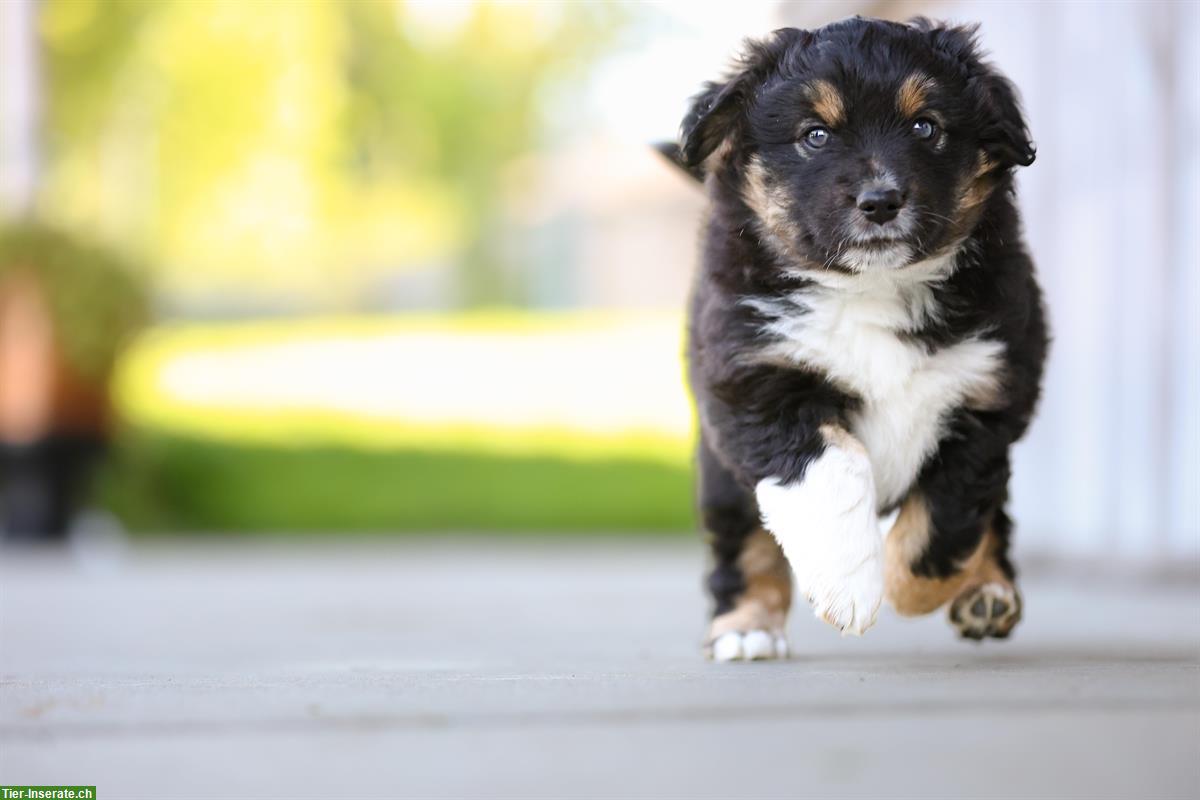 Bild 3: Miniature American Shepherd Welpe, Rüde
