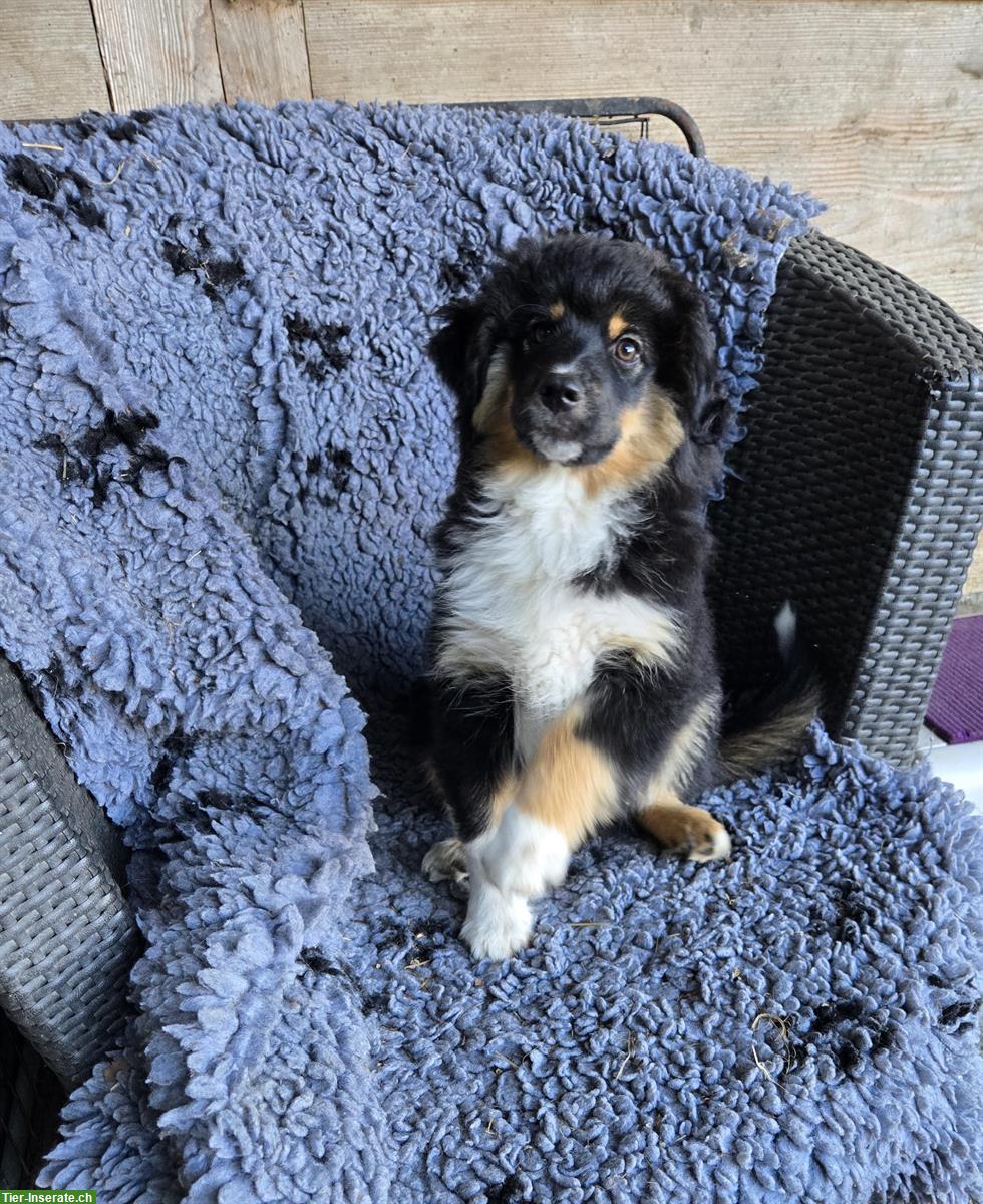 Bild 4: Miniature American Shepherd Welpe, Rüde