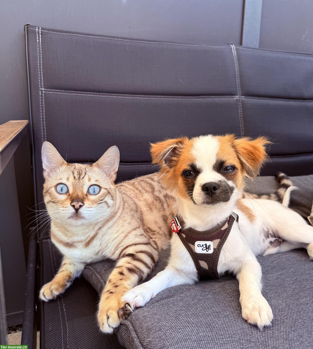 Chihuahua Rüde Santos sucht ein liebevolles Zuhause