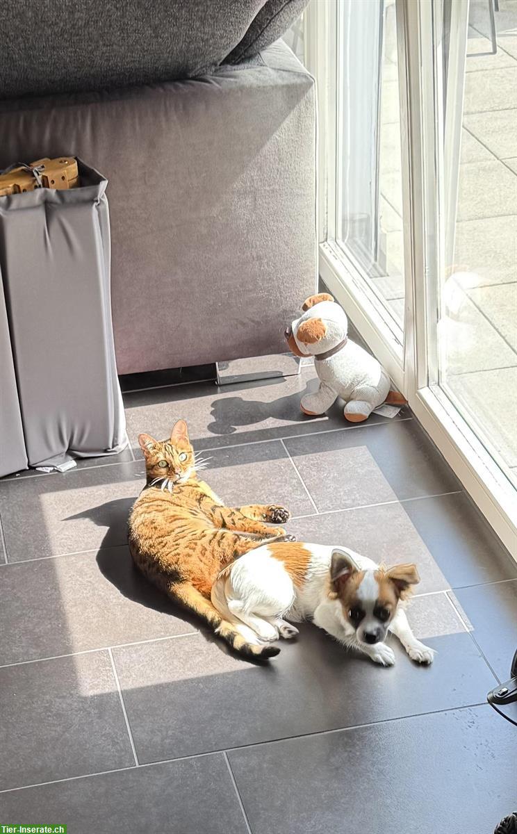 Bild 3: Chihuahua Rüde Santos sucht ein liebevolles Zuhause