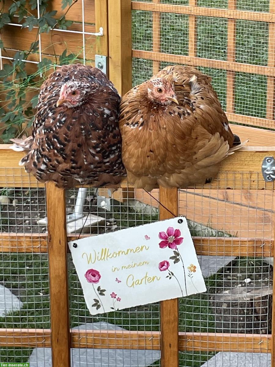 Zwerg-Cochin Hennen + Bantam-Bartzwerg Henne suchen Zuhause