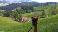 Suchen Weidetiere für Sömmerungsplatz im Emmental