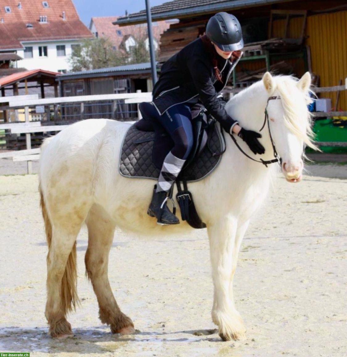 Bild 6: Liebenswerter Tinker-Mix sucht eine neue Aufgabe