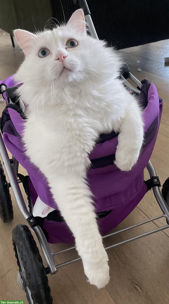 A 5 year old Turkish van male cat with pedigree looks for new home