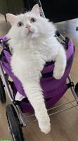 A 5 year old Turkish van male cat with pedigree looks for new home