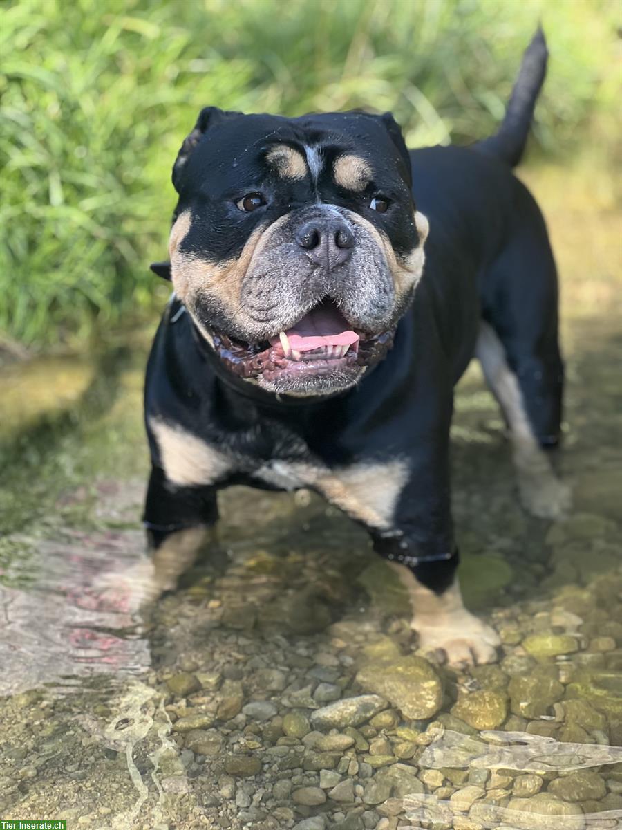 Old English Bulldogge, 7-jährig sucht neues Zuhause