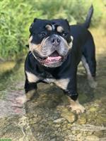 Old English Bulldogge, 7-jährig sucht neues Zuhause