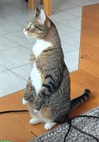 2 Katzen suchen langfristige Pflegemenschen gegen Bezahlung